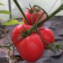 Редкие сорта томатов Сладкий Ли